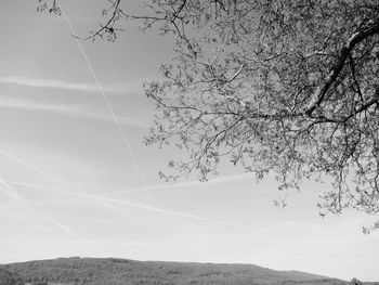 Low angle view of tree against sky