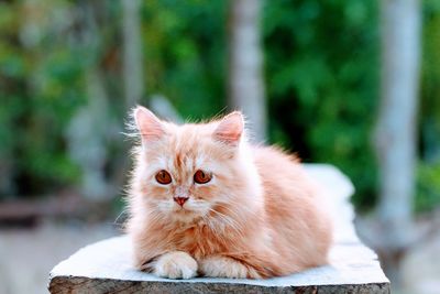 Portrait of kitten on cat outdoors