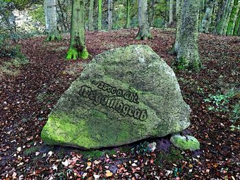 Text on tree trunk in forest