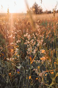 Close-up of flowering plants on field against sky