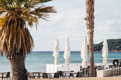 Palm trees on beach against sky