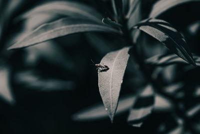 Close-up of insect flying