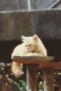 Portrait of cat relaxing outdoors