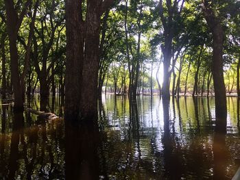 Scenic view of lake in forest