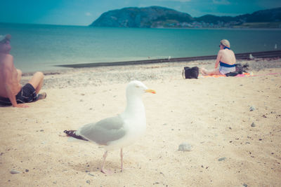 Seagulls on beach
