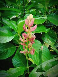 Close-up of pink flowering plant