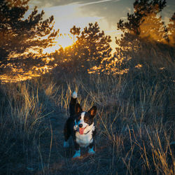 Dog sitting on land against sky during sunset