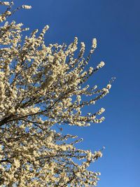Low angle view of cherry blossom tree against blue sky