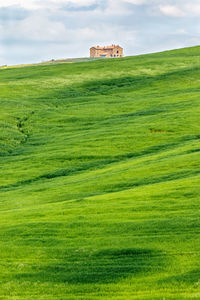 Scenic view of grassy field against sky