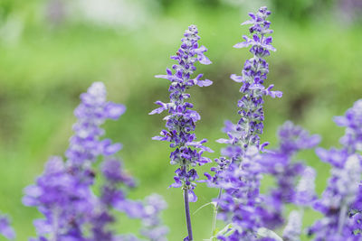 Close-up of purple flowering plants