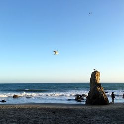 Seagull flying over sea