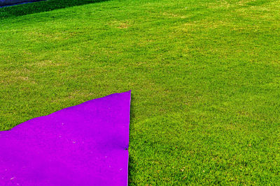 High angle view of pink flower on field