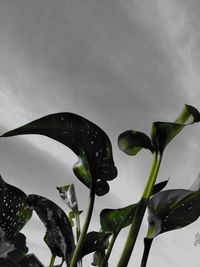 Close-up of plant against sky