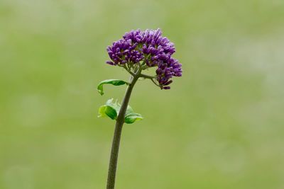 Close-up of purple flowering plant