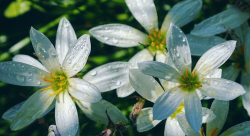 Close-up of water drops on leaves