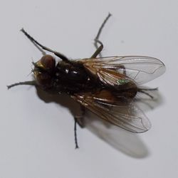 Close-up of insect over white background