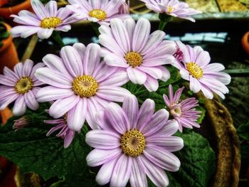 Close-up of pink daisy flowers