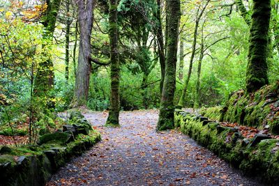 Footpath amidst trees in forest