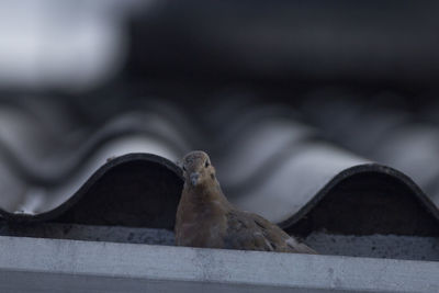 Close-up of a bird on roof