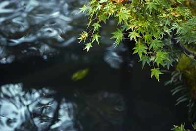Full frame shot of leaves in water
