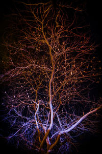 Low angle view of bare tree against sky