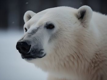 Close-up of white bear