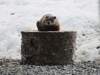 Woodchuck sitting on wood during winter