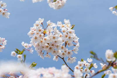 Low angle view of cherry blossom tree