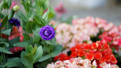 Close-up of pink flowering plant