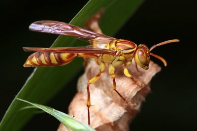 Close-up of insect on plant against black background