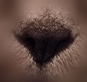 Close-up of dog