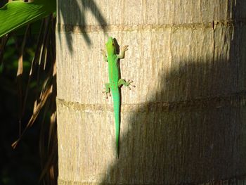 Little green gecko 