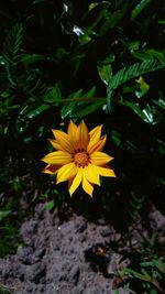 Close-up of daisy flower