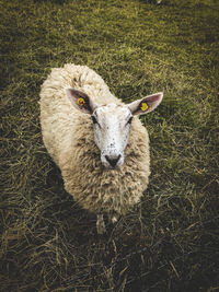 High angle view of sheep on field