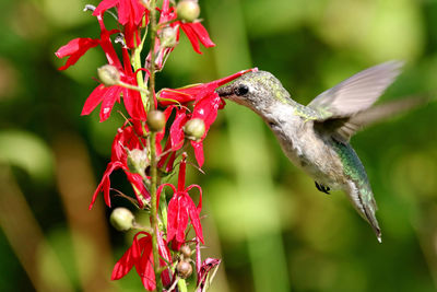 Close-up of red bird flying