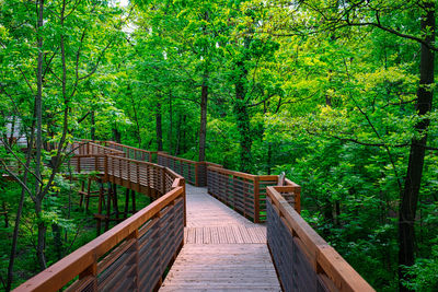 Wooden canopy walkway in an oak forest near hometown