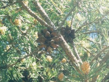 Close-up of lizard on pine tree