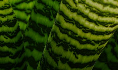 Close-up of leaves