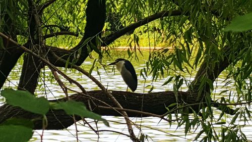 Bird perching on tree