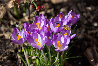 Close-up of purple crocus flowers