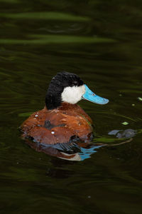Duck swimming in a lake