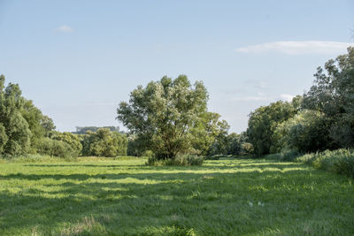 Trees on field against sky