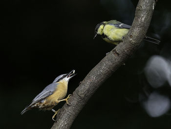 Close-up of bird perching on a tree