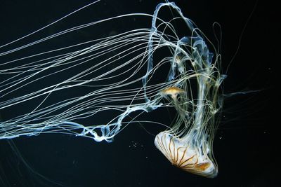 Close-up of jellyfish against black background