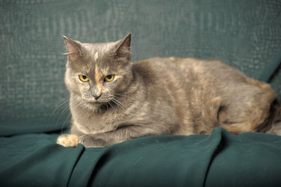 Close-up portrait of cat relaxing on floor