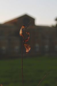 Close-up of wilted plant on field against sky