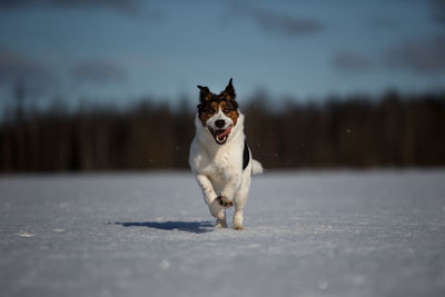 Portrait of a dog running on snow