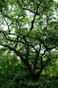 Low angle view of trees