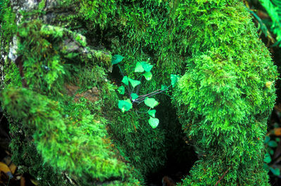 Plants growing on rocks