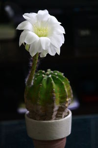 Close-up of flower against blurred background